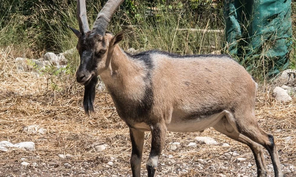 Αποτρόπαιο-Κρήτη: Σκότωσαν κρι κρι μέσα στον Εθνικό Δρυμό Σαμαριάς